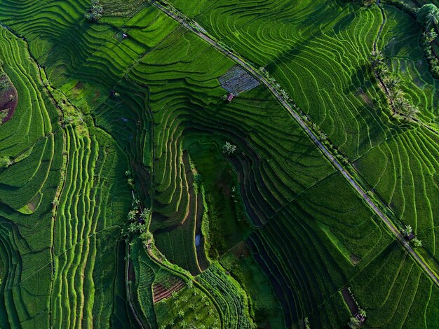 Bella mattina vista indonesia Panorama Abbellisca le risaie con colore di bellezza e cielo naturale l