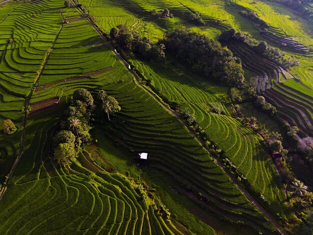 Bella mattina vista indonesia Panorama Abbellisca le risaie con colore di bellezza e cielo naturale l