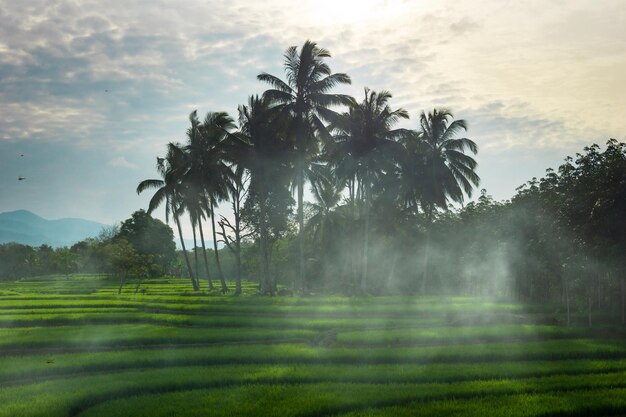 Bella mattina vista indonesia Panorama Abbellisca le risaie con colore di bellezza e cielo naturale l