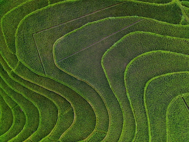 Bella mattina vista indonesia Panorama Abbellisca le risaie con colore di bellezza e luce naturale del cielo