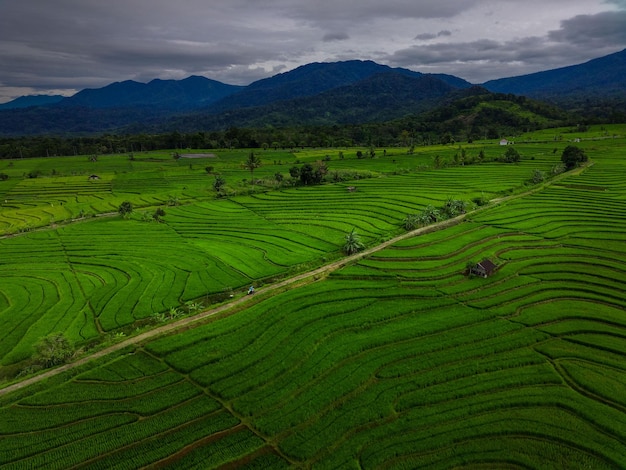 Bella mattina vista indonesia Panorama Abbellisca le risaie con colore di bellezza e luce naturale del cielo