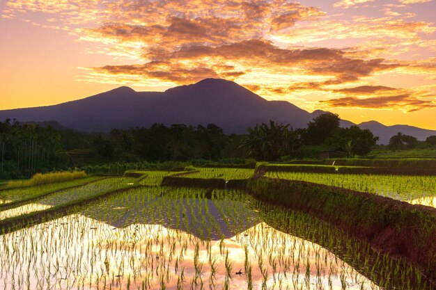 Bella mattina vista indonesia Panorama Abbellisca le risaie con colore di bellezza e luce naturale del cielo