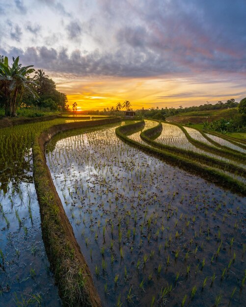 Bella mattina vista indonesia. Panorama Risaie paesaggistiche con colori di bellezza e cielo naturale