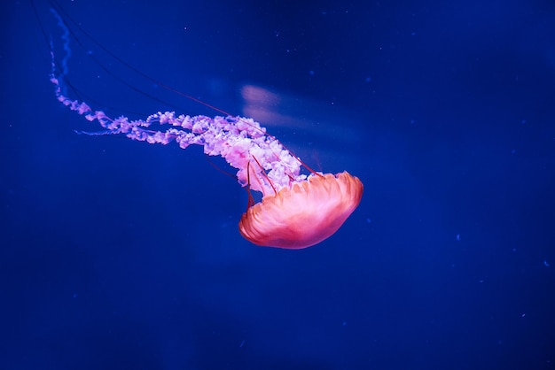 Bella medusa medusa alla luce al neon con i pesci Acquario con meduse blu e tanti pesci Realizzare un acquario con recinti e fauna oceanica Vita sottomarina nelle meduse oceaniche