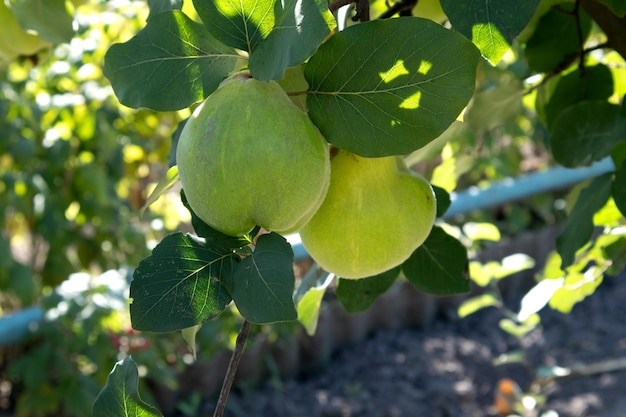 Bella mela cotogna matura verde su un ramo con una casa sullo sfondo