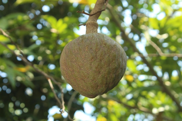 Bella mela zuccherata o crema di mele