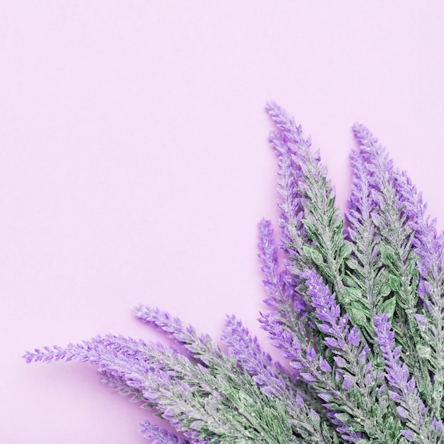 Bella miscela di fiori di lavanda