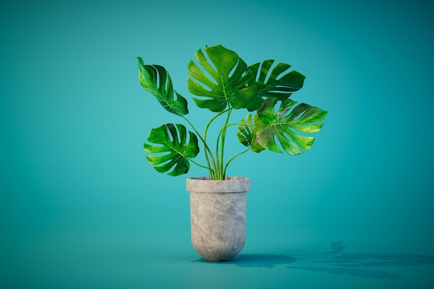 Bella monstera con grandi foglie verdi in una pentola su sfondo turchese rendering 3D