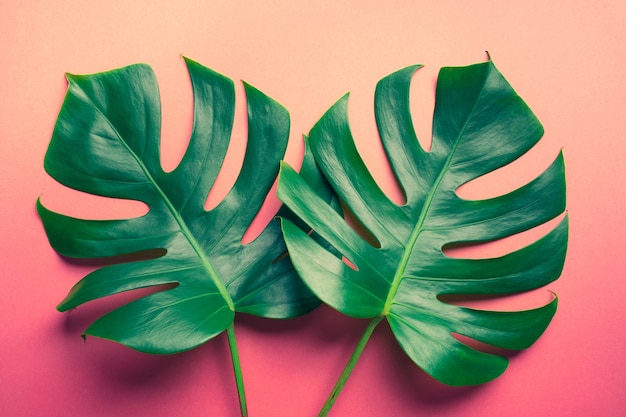 Bella monstera foglie su sfondo colorato