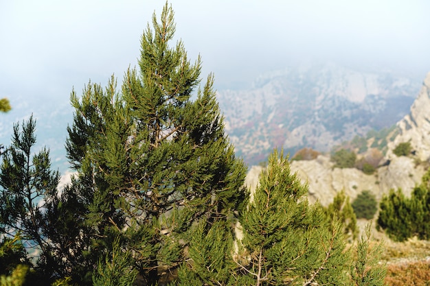 Bella montagna con le foreste nel fondo della nebbia di mattina