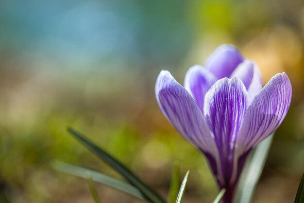 Bella morbida primavera fiori sfocati bokeh natura paesaggio croco davanti alla luce del tramonto