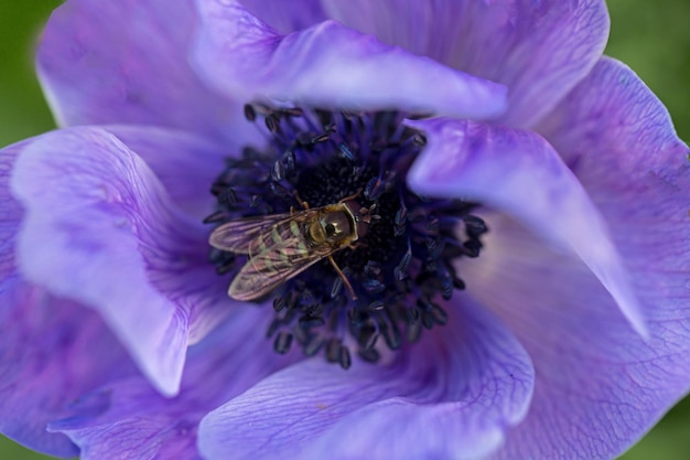 Bella mosca su un fiore di anemone viola