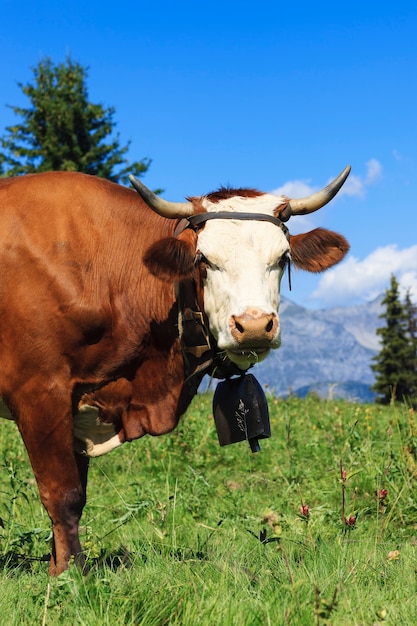 Bella mucca nel paesaggio delle alpi francesi