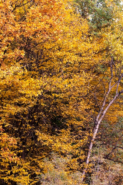 Bella natura autunnale con fogliame che cade a metà autunno