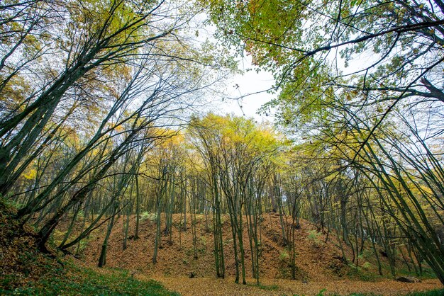 Bella natura autunnale con fogliame che cade a metà autunno