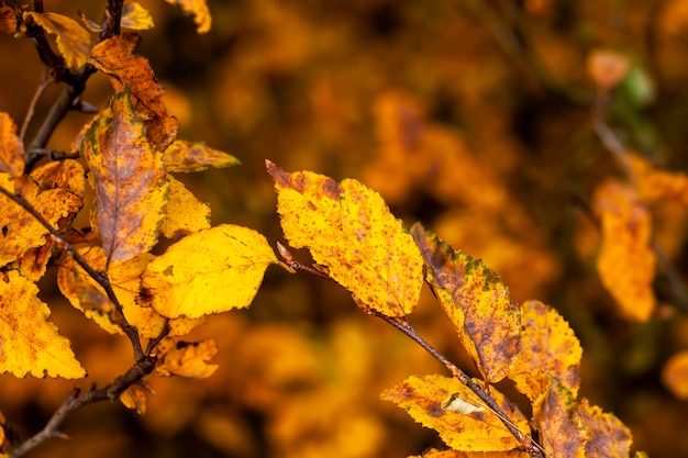 Bella natura autunnale con fogliame che cade a metà autunno