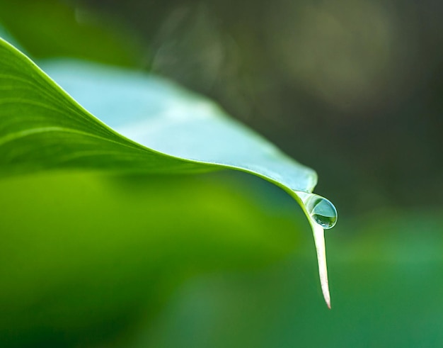 Bella natura Colpo del primo piano di una goccia d'acqua su una foglia