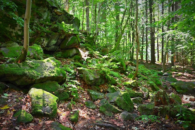 Bella natura con foresta e sole Sfondo verde concetto per l'ambiente e il paesaggio