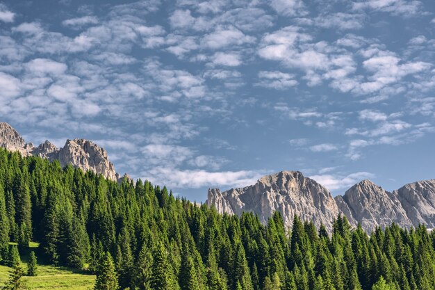 Bella natura con foresta verde vicino alla montagna