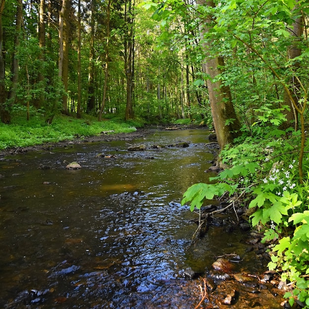 Bella natura con un fiume di rocce e foresta. Sfondo colorato all&#39;aperto con acqua.