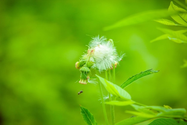 Bella natura fiore ambiente vegetale