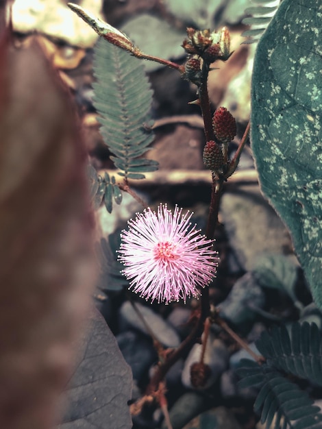 Bella natura fiore ambiente vegetale