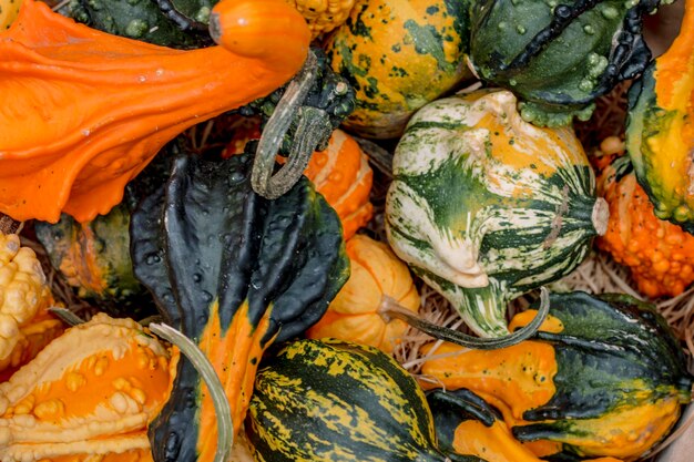 Bella natura morta autunnale di verdure con zucche