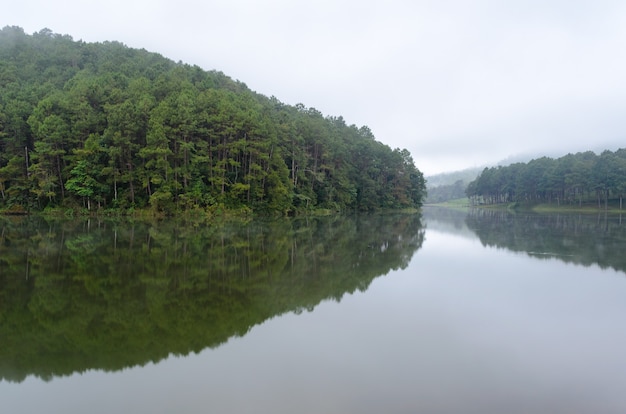 Bella natura paesaggio verde foresta di pino riflettere sulla superficie dell'acqua, lago ristagno all'alba tranquillo campo sul lungomare nel parco, famosa attrazione a Pang Ung, Mae Hong Son, Thailandia