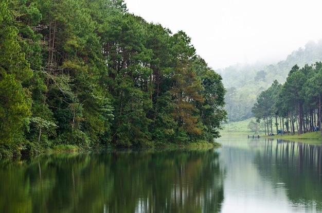 Bella natura paesaggio verde foresta di pino riflettere sulla superficie dell'acqua, lago ristagno all'alba tranquillo campo sul lungomare nel parco, famosa attrazione a Pang Ung, Mae Hong Son, Thailandia