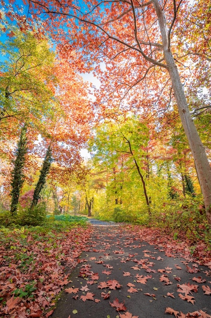 Bella natura panoramica della foresta autunnale. Paesaggio vivido in foglie autunnali colorate con raggi solari