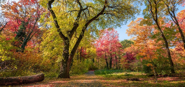 Bella natura panoramica della foresta autunnale. Paesaggio vivido in foglie autunnali colorate con raggi solari