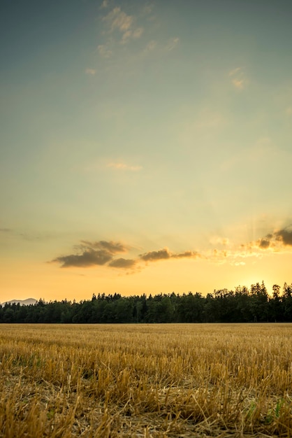 Bella natura raccolto campo di grano sotto il maestoso cielo serale