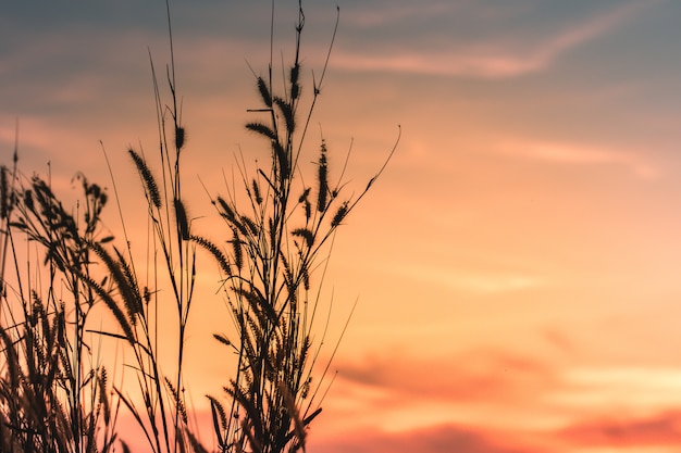 Bella natura rurale Erbe selvatiche in estate paesaggio tramonto sfondo