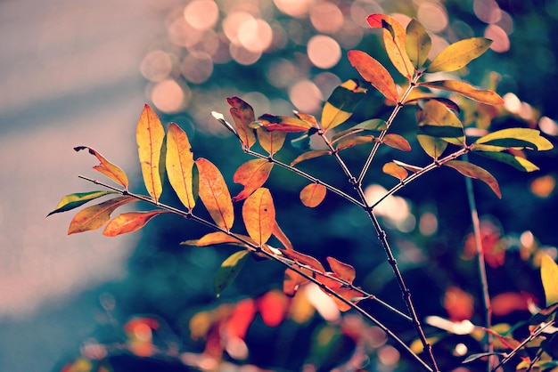 Bella natura sfondo foglie d'autunno al sole