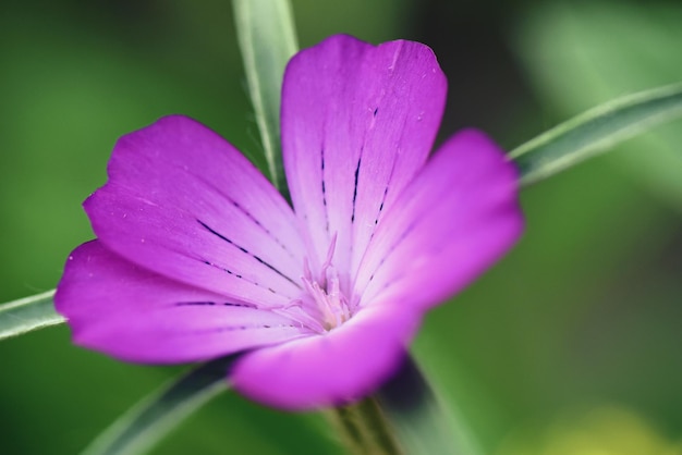 Bella natura sfondo primo piano di un fiore rosa