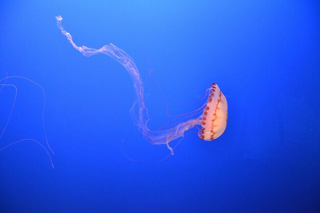 Bella natura sottomarina Incredibile colorata vita oceanica