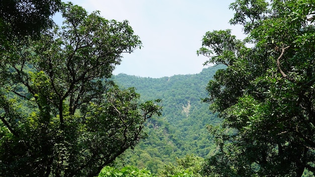 Bella natura su sfondo bianco