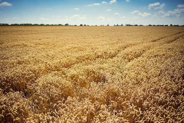 Bella natura sullo sfondo delle spighe di maturazione del campo di grano dorato del prato come concetto di raccolto