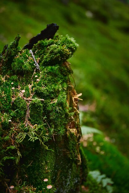 Bella natura ucraina Moss su albero nella foresta nebbiosa durante il giorno piovoso Carpazi Ucraina