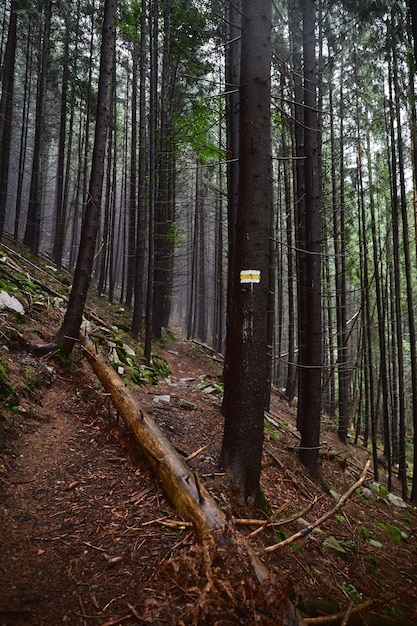 Bella natura ucraina Piccolo sentiero nella vecchia foresta di pini Carpazi Gorgany Ucraina