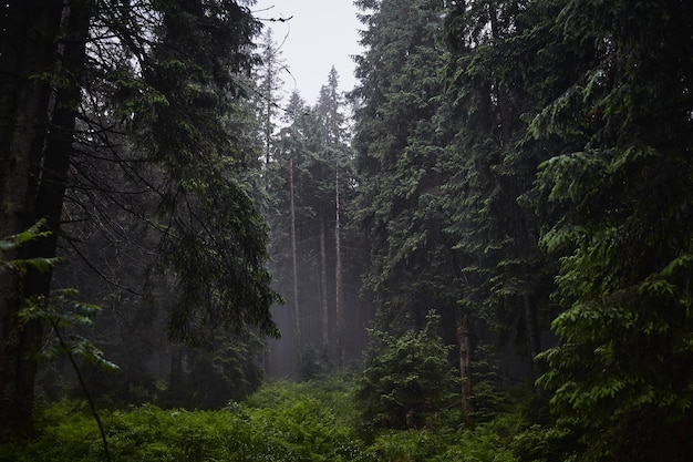 Bella natura ucraina Vecchia e nebbiosa pineta durante il giorno piovoso Carpazi Gorgany Ucraina