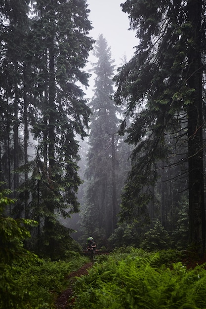 Bella natura ucraina Vecchia e nebbiosa pineta durante la giornata piovosa Carpazi Ucraina