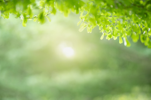 bella natura vista foglia verde su sfondo sfocato verde sotto la luce del sole