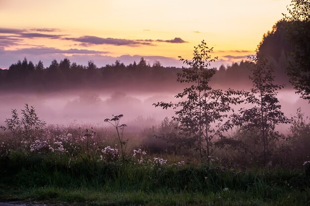 Bella nebbia rosa al tramonto. Crepuscolo sulla natura nella foresta. Sfondo sfocato per il design