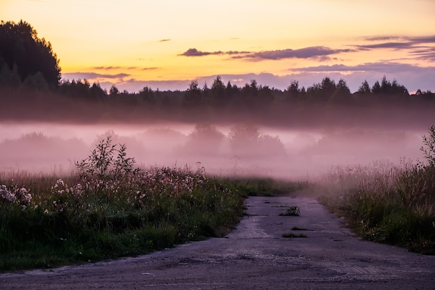 Bella nebbia viola e rosa nella foresta al tramonto.