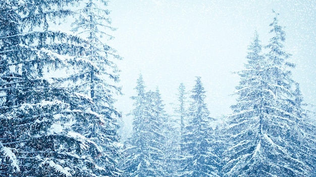 Bella neve soffice sui rami degli alberi La neve cade magnificamente dai rami di abete Alberi da favola d'inverno in cattività nella neve Video di filmati invernali nevicati
