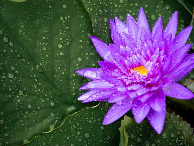 Bella ninfea viola in fiore o fiore di loto ricoperto di molte gocce d'acqua dopo aver piovuto su foglie di loto verde con spazio di copia.