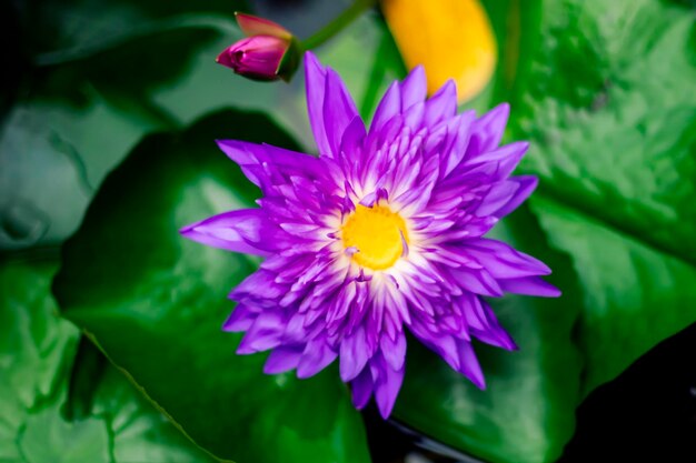 Bella ninfea viola o fiore di loto sullo sfondo verde scuro dello stagno
