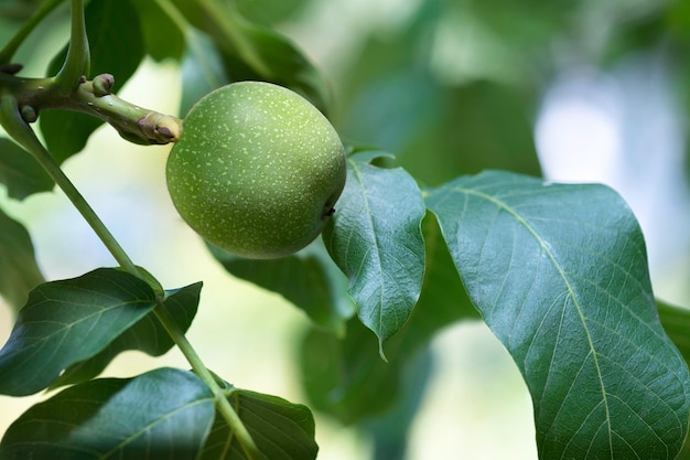 Bella noce in una buccia verde