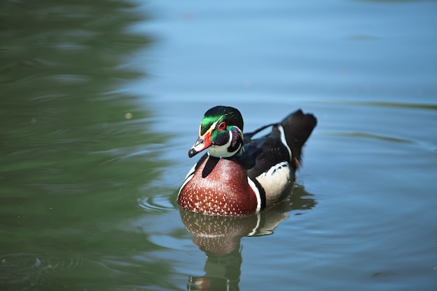 Bella nuotata anatra nel fiume.